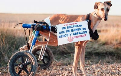 Día del Galgo