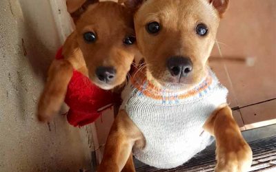 Los pequeños cuatro patas