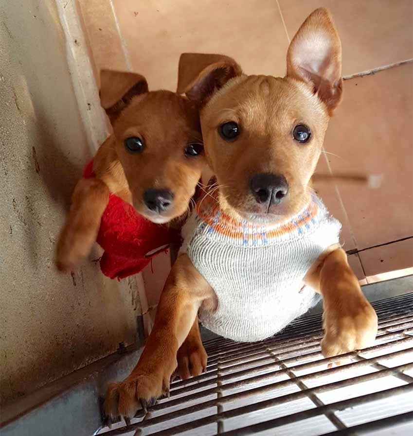 pequenos-cuatro-patas-destacada-perritos-sanchez-murcia